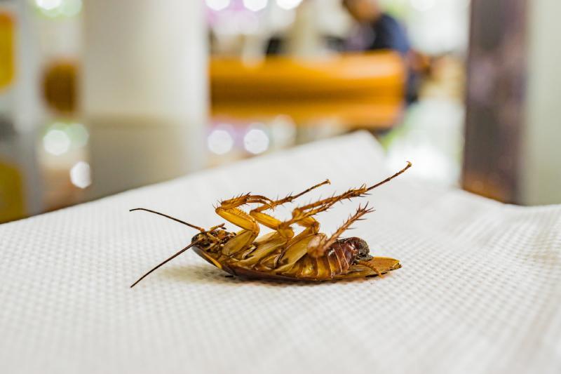 dead cockroach on a cloth in a restaurant
